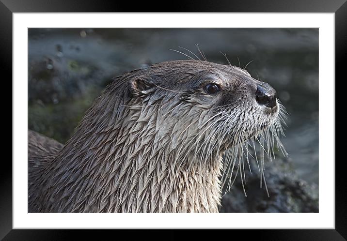 Soggy Otter Framed Mounted Print by Val Saxby LRPS