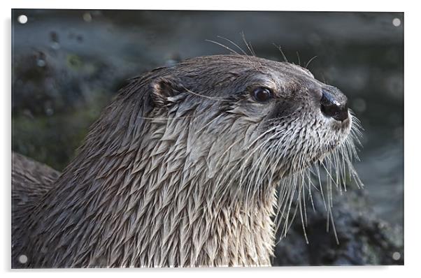 Soggy Otter Acrylic by Val Saxby LRPS