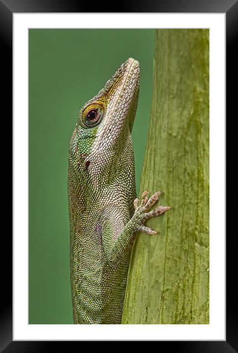 Green Anole Framed Mounted Print by Val Saxby LRPS