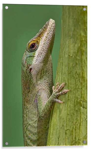 Green Anole Acrylic by Val Saxby LRPS