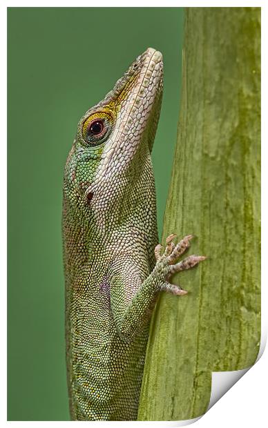 Green Anole Print by Val Saxby LRPS