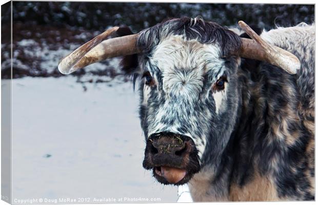 Longhorn cow Canvas Print by Doug McRae
