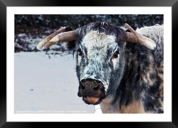 Longhorn cow Framed Mounted Print by Doug McRae