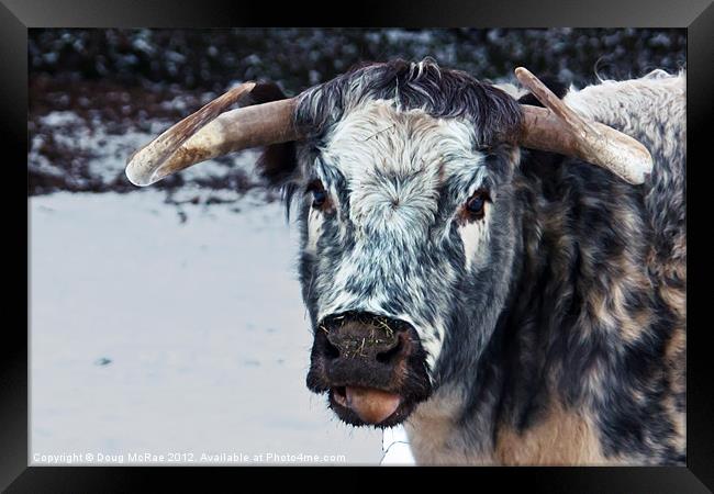 Longhorn cow Framed Print by Doug McRae