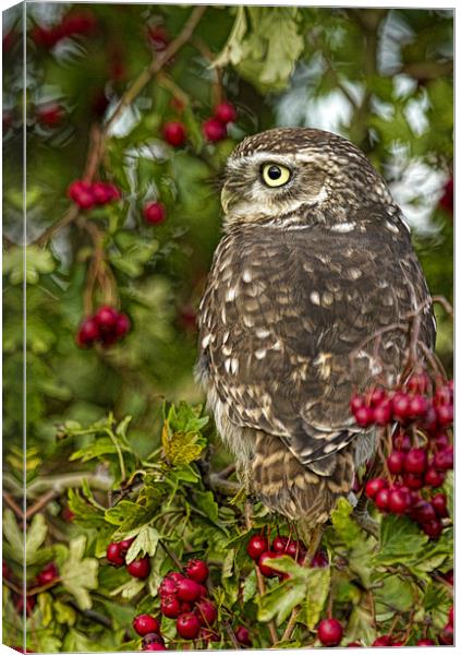 Autumn Owl Canvas Print by Val Saxby LRPS
