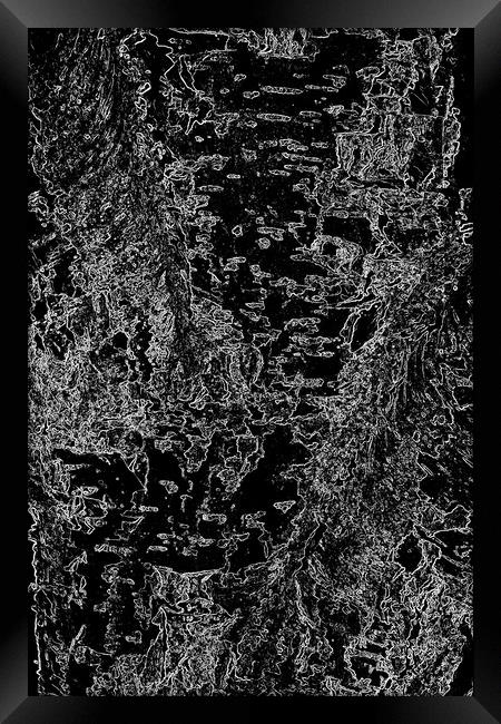 Beech Tree Digital art Framed Print by David Pyatt