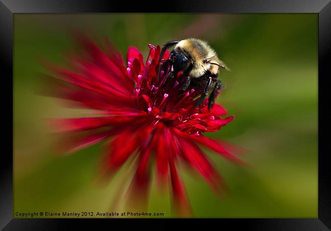 The Nector Collector ..Bee Framed Print by Elaine Manley