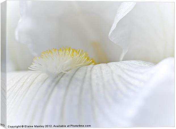 White Iris flower Petal Canvas Print by Elaine Manley