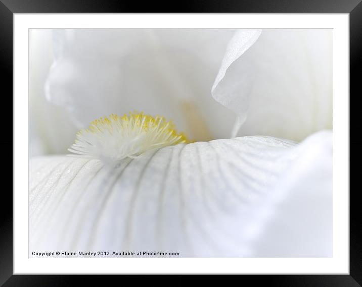 White Iris flower Petal Framed Mounted Print by Elaine Manley