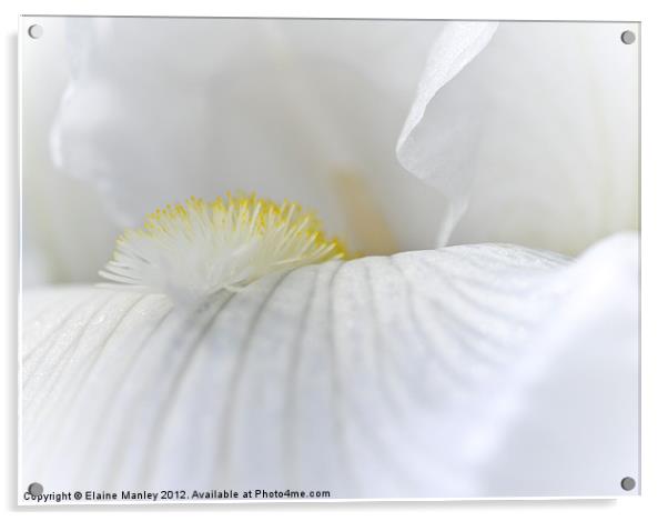 White Iris flower Petal Acrylic by Elaine Manley
