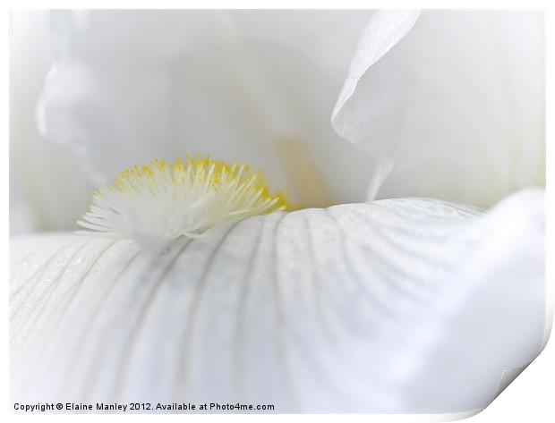 White Iris flower Petal Print by Elaine Manley