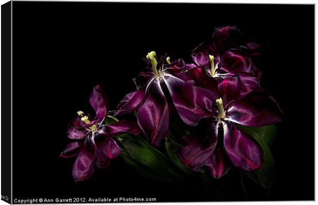 Faded Purple Tulips Canvas Print by Ann Garrett