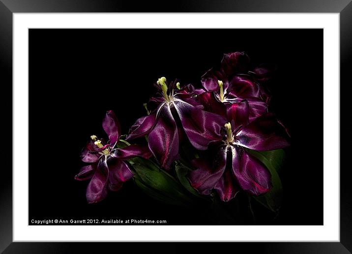 Faded Purple Tulips Framed Mounted Print by Ann Garrett
