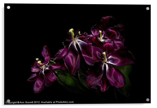 Faded Purple Tulips Acrylic by Ann Garrett