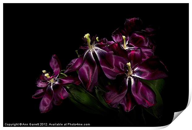 Faded Purple Tulips Print by Ann Garrett