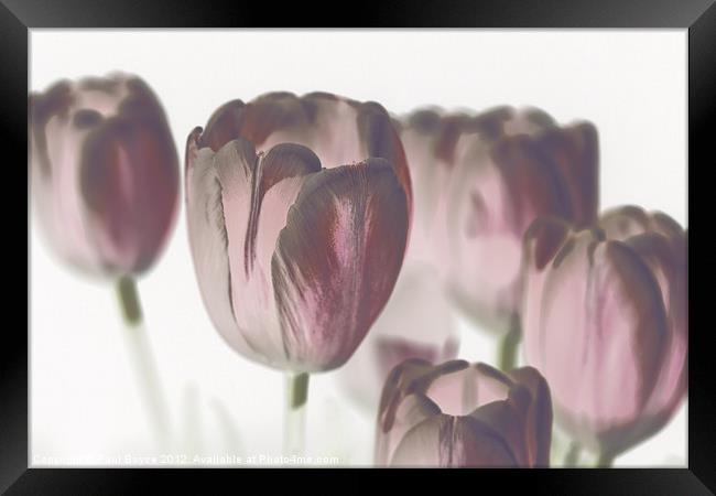Pink Tulips Framed Print by Paul Boyce