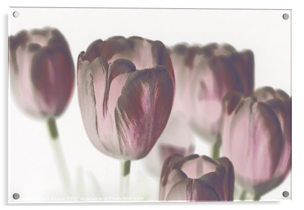 Pink Tulips Acrylic by Paul Boyce
