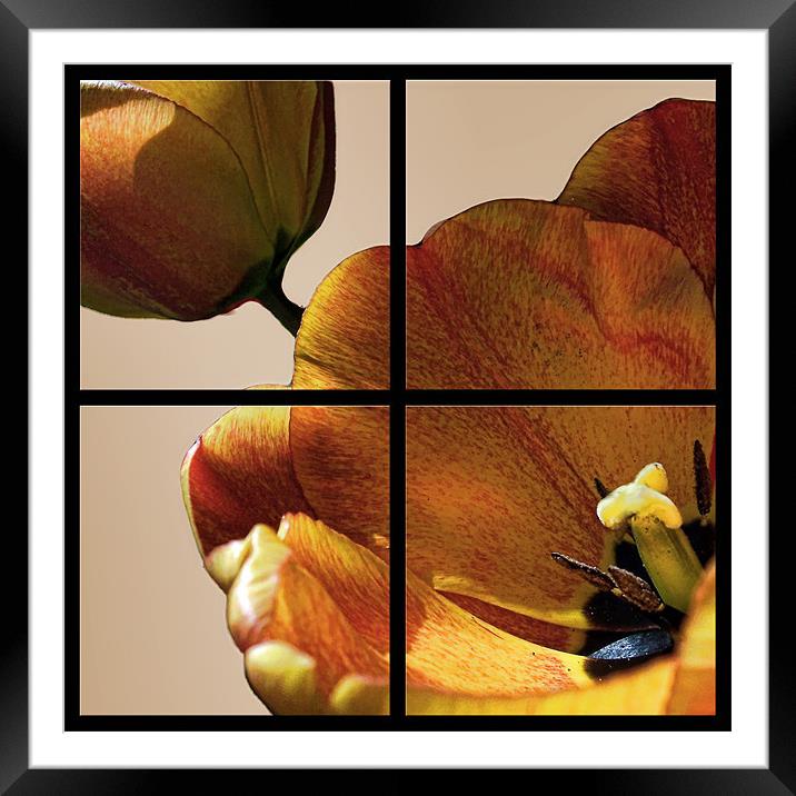 Tulip Four Of The Same Kind Framed Mounted Print by holly lyndon