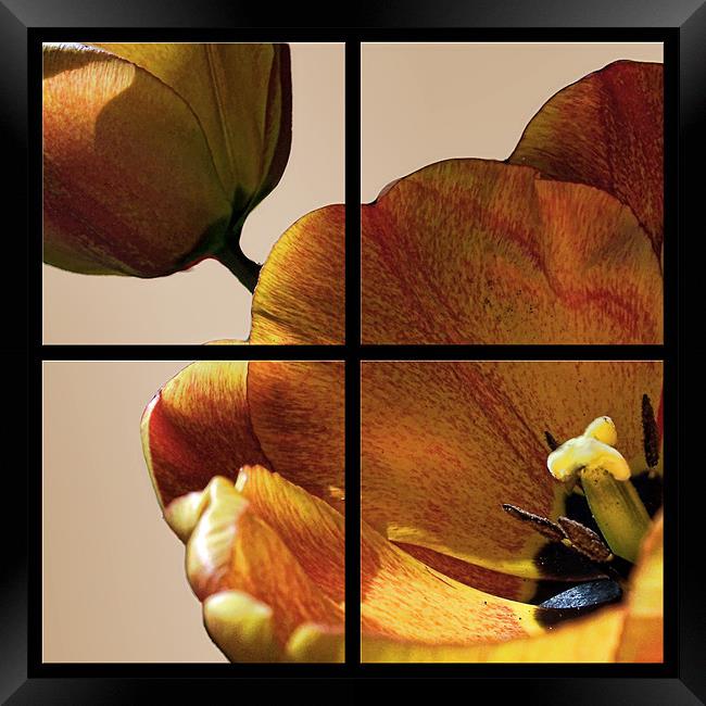 Tulip Four Of The Same Kind Framed Print by holly lyndon