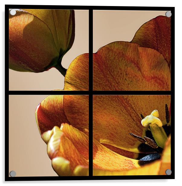 Tulip Four Of The Same Kind Acrylic by holly lyndon