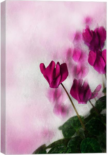 Deep Pink Cyclamen Canvas Print by Jacqi Elmslie