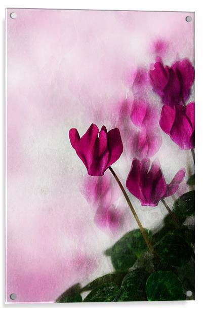 Deep Pink Cyclamen Acrylic by Jacqi Elmslie