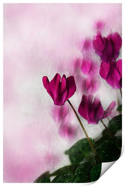 Deep Pink Cyclamen Print by Jacqi Elmslie