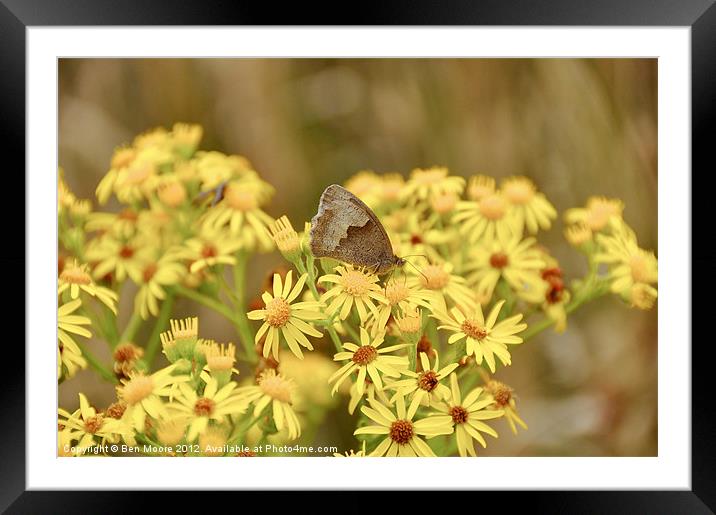 Yellow Butterfly Framed Mounted Print by Ben Moore