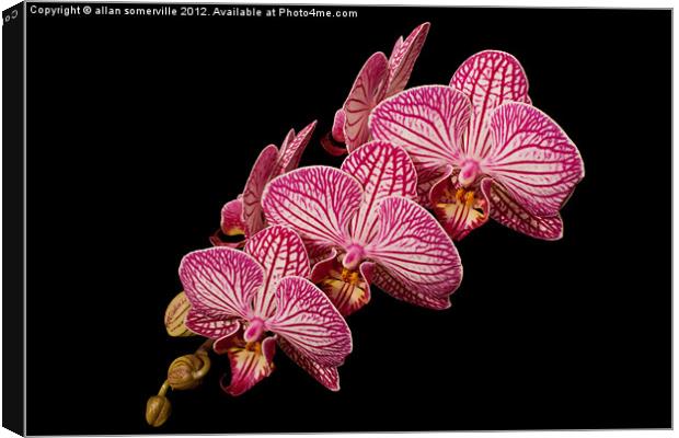pink orchid Canvas Print by allan somerville