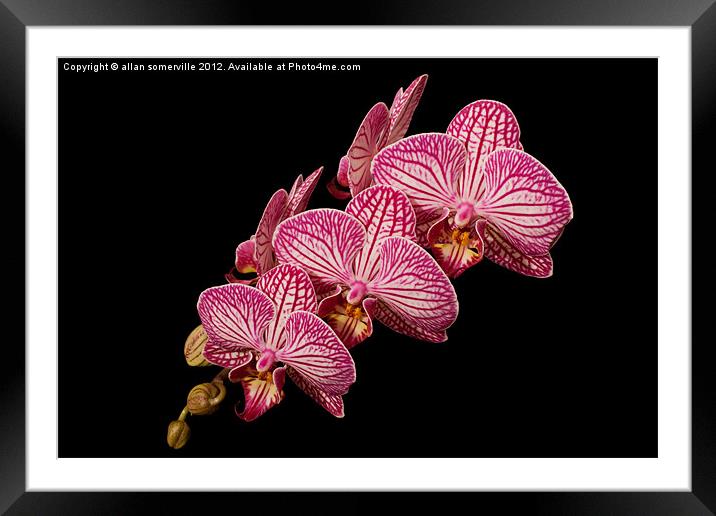 pink orchid Framed Mounted Print by allan somerville