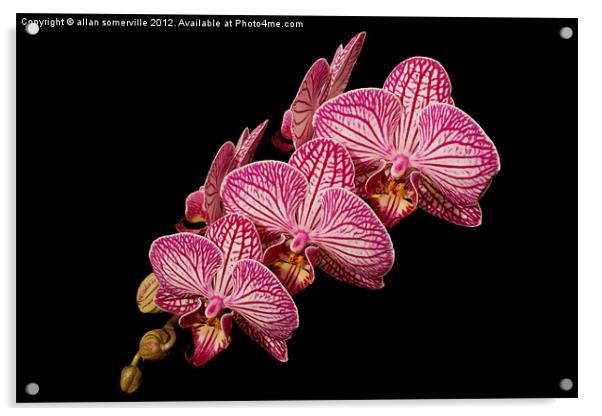 pink orchid Acrylic by allan somerville