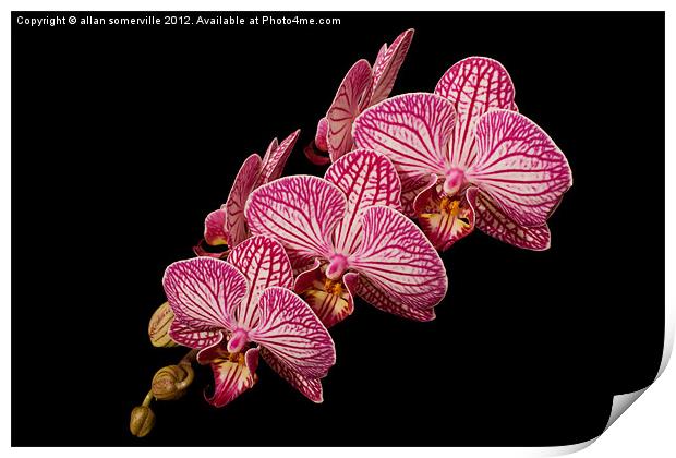 pink orchid Print by allan somerville