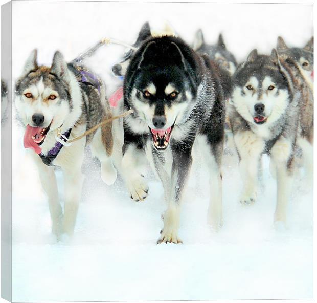 The leader of the pack Canvas Print by Alan Mattison