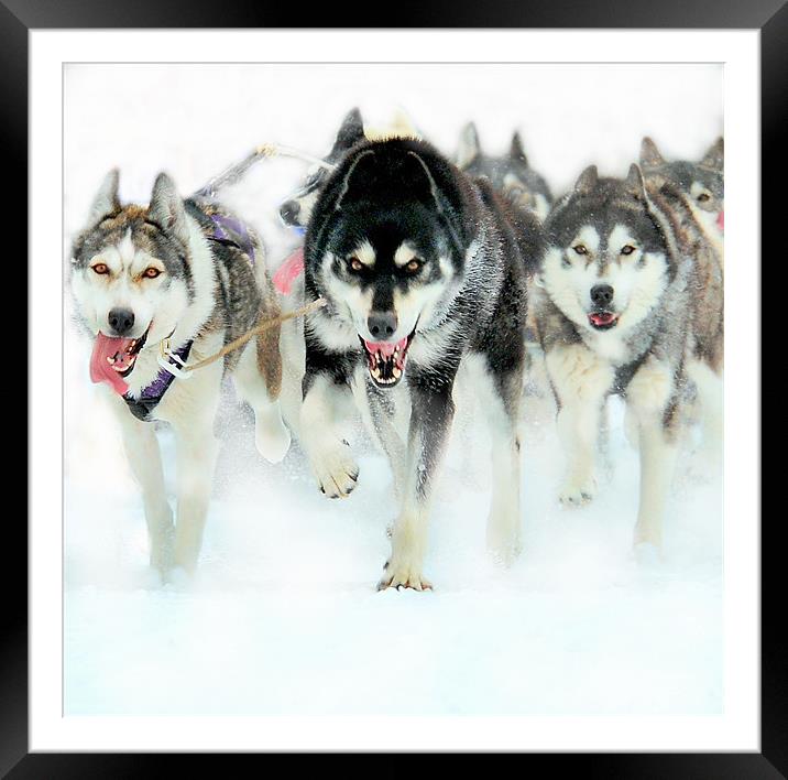 The leader of the pack Framed Mounted Print by Alan Mattison