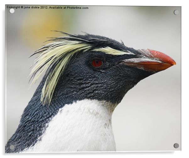 rockhopper penguin Acrylic by jane dickie