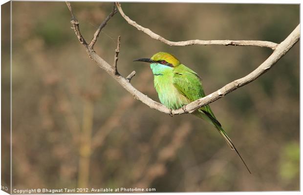 Green Bee-eater Canvas Print by Bhagwat Tavri