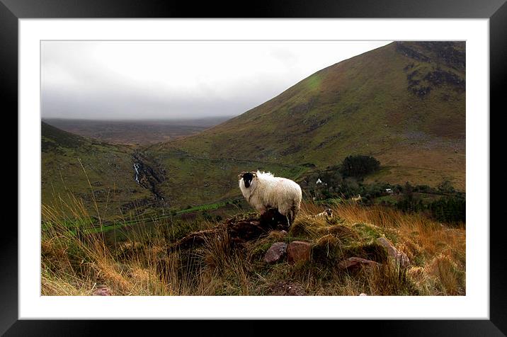 Sheep in front of the Waterfall Framed Mounted Print by barbara walsh