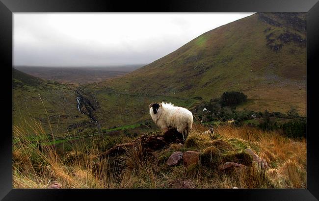 Sheep in front of the Waterfall Framed Print by barbara walsh