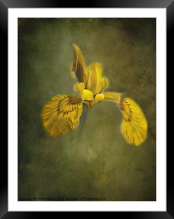 Yellow Iris Framed Mounted Print by Karen Martin