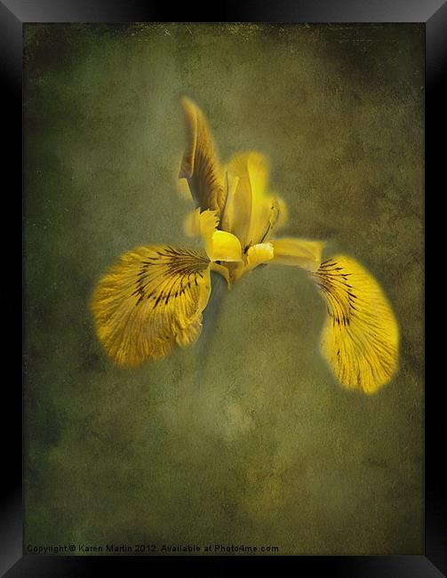 Yellow Iris Framed Print by Karen Martin