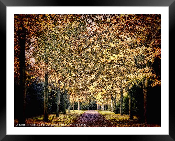Avenue of Trees Framed Mounted Print by Natalie Durell