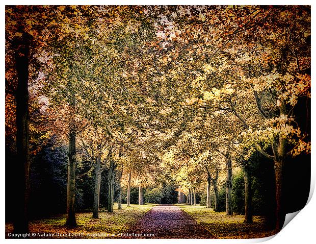 Avenue of Trees Print by Natalie Durell