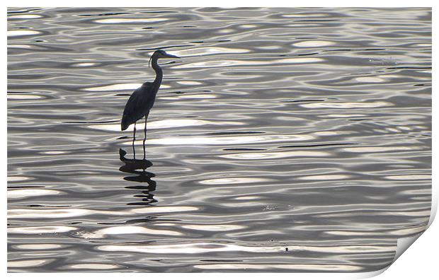 Grey Heron Print by barbara walsh