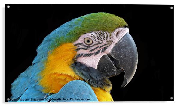 Blue and gold Macaw Acrylic by John Biggadike