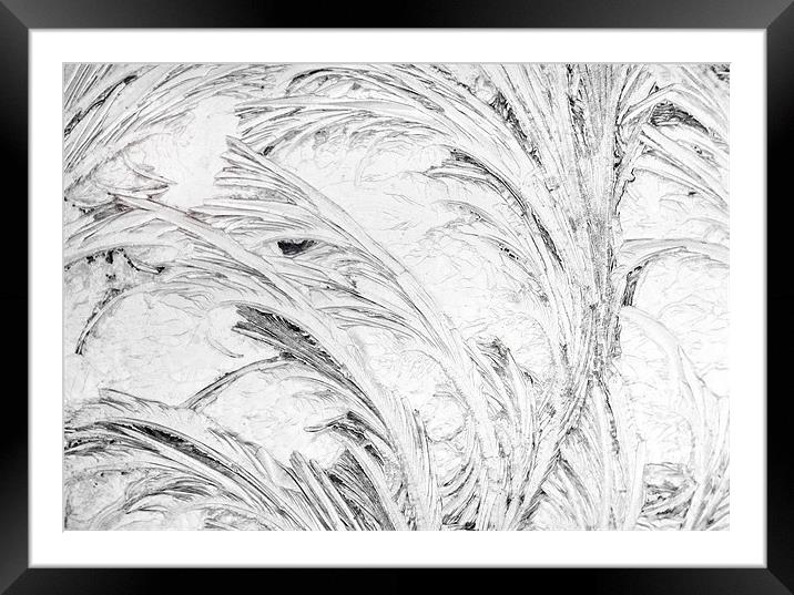 Black and White Frost Framed Mounted Print by Mary Lane