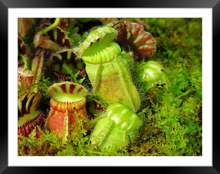 Pitcher Plants Framed Mounted Print by Mary Lane