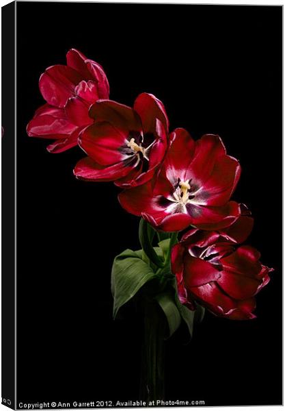 Red Tulips on Black Canvas Print by Ann Garrett