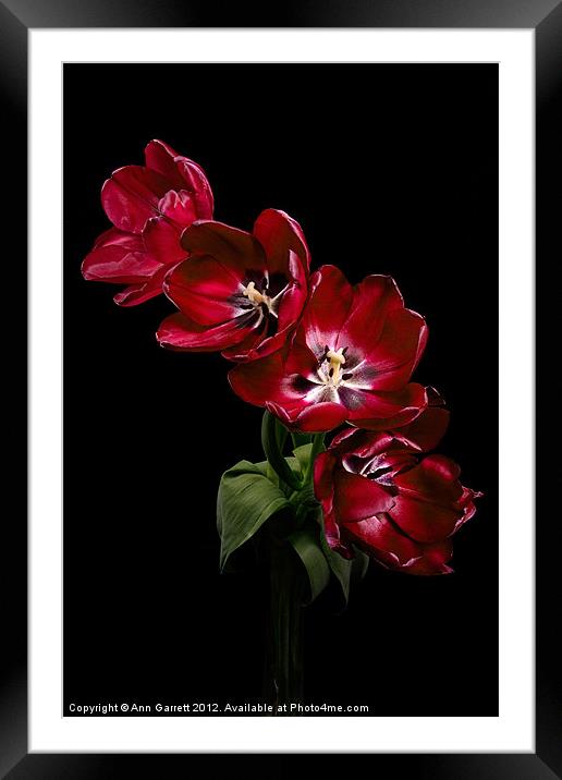 Red Tulips on Black Framed Mounted Print by Ann Garrett