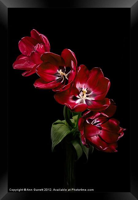 Red Tulips on Black Framed Print by Ann Garrett