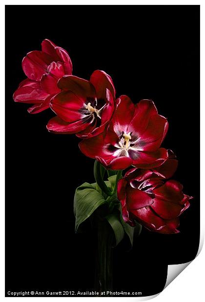 Red Tulips on Black Print by Ann Garrett